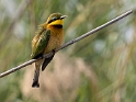 Little Bee-eater